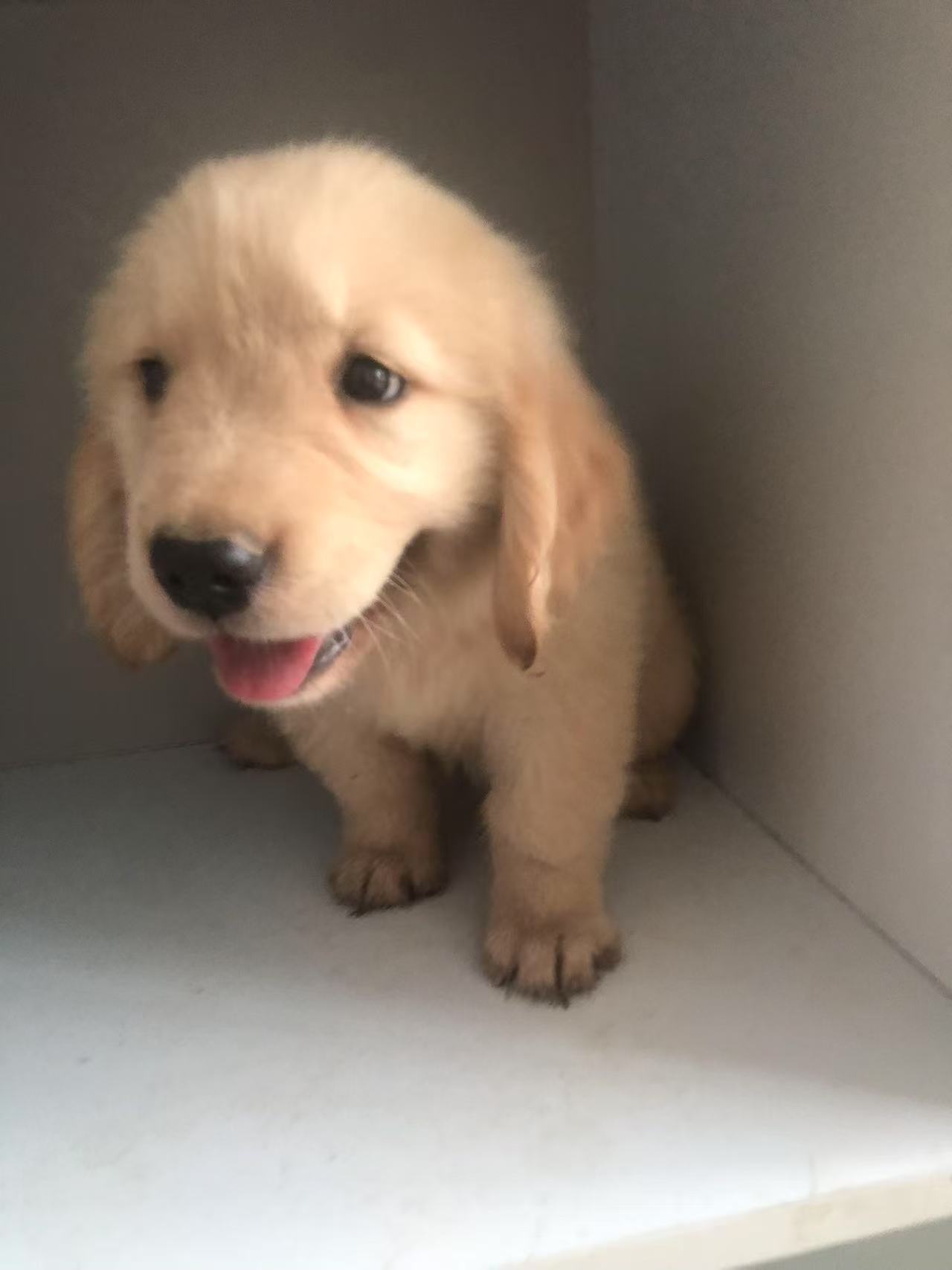 双血统金毛幼犬，要证书芯片费用单算